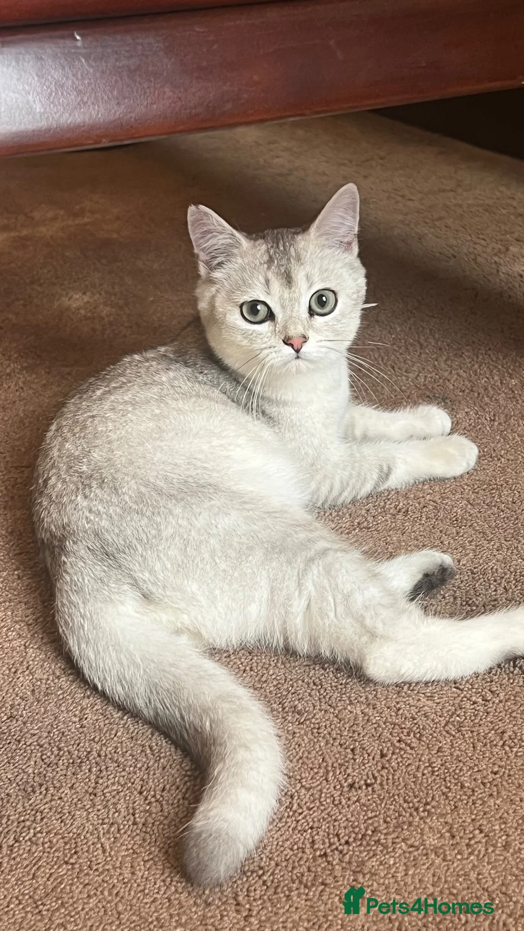 British Shorthair cats for sale: British short hair kitten  - Advert 1
