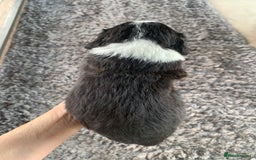 Bernedoodle dogs for sale: F1 Standard Bernedoodle Puppies LN8 - Image 12