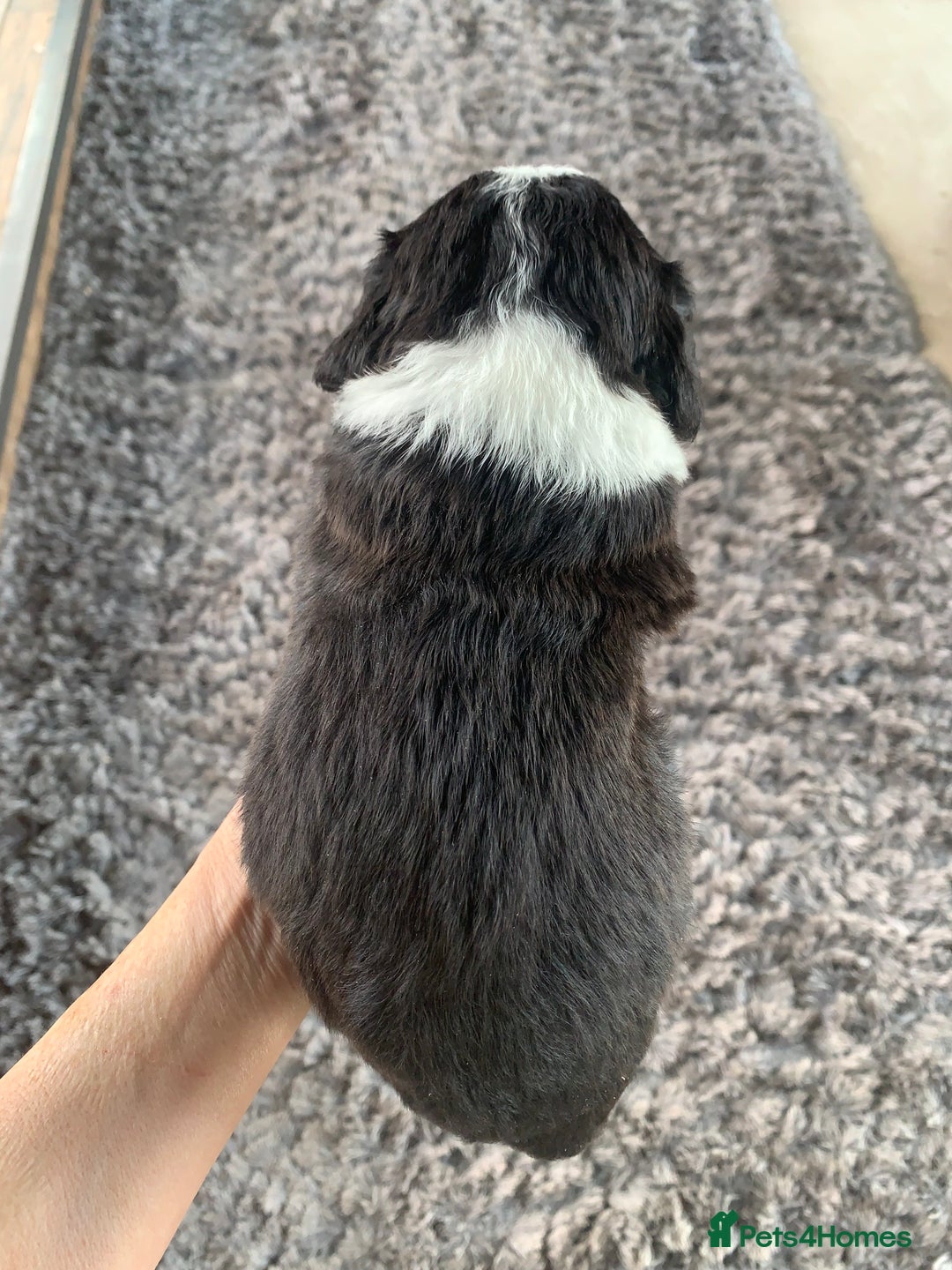 Bernedoodle dogs for sale: F1 Standard Bernedoodle Puppies LN8 - Image 12
