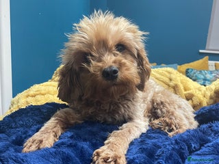 Cavapoo dogs Cavapoo in need of new home - Advert 5