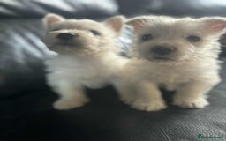West Highland Terrier dogs for sale: West Highland Terrier Puppies - Image 13