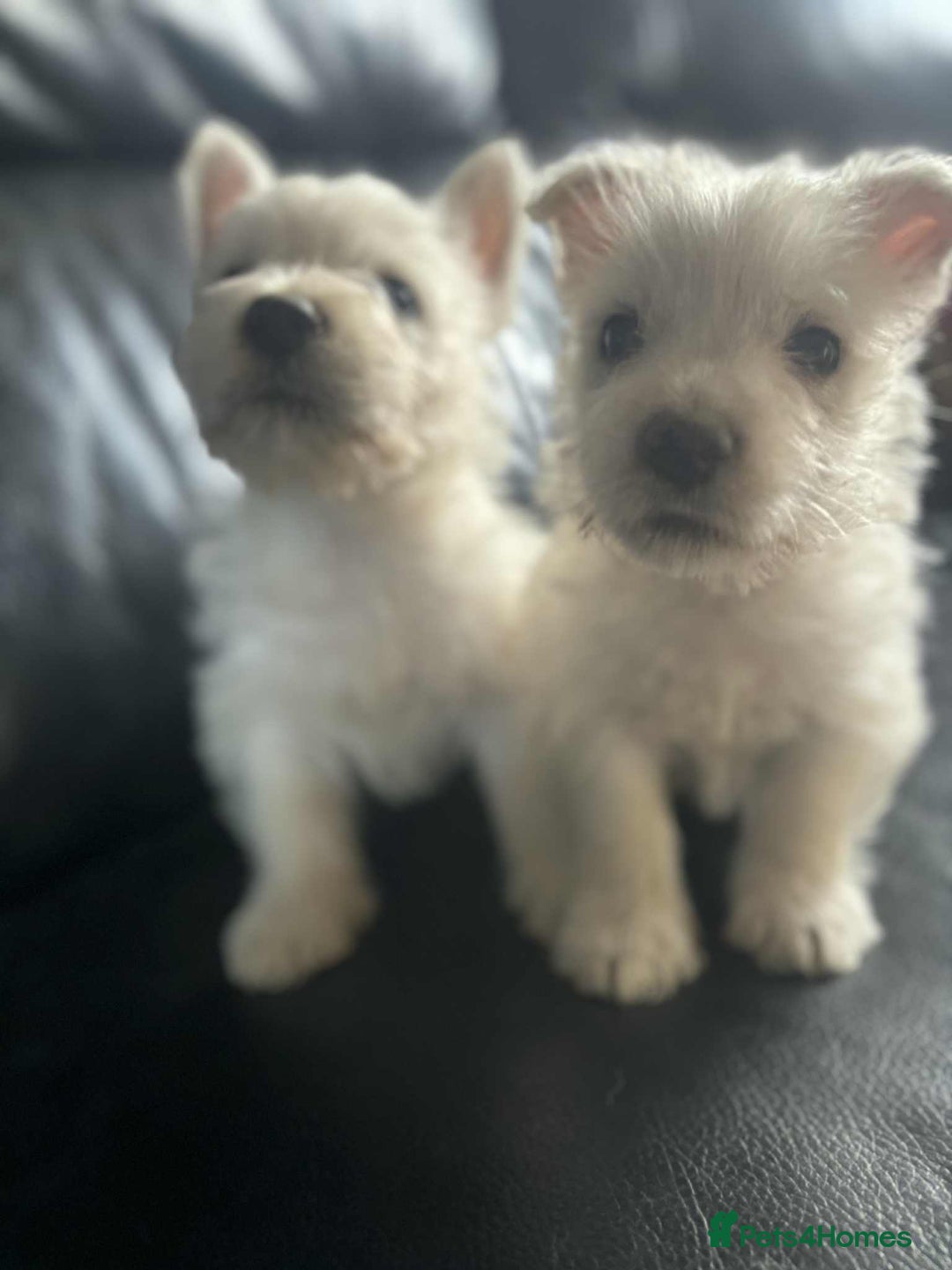 West Highland Terrier dogs for sale: West Highland Terrier Puppies - Image 13