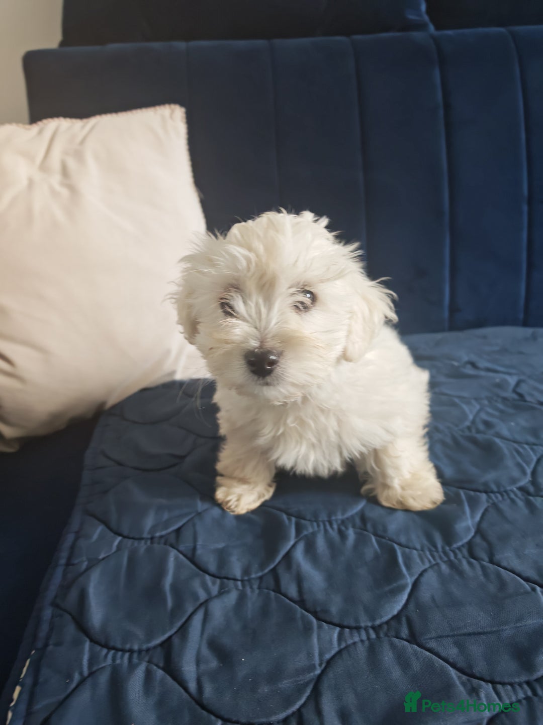 Bichon Frise dogs for sale: In search of a sweet home - Image 5