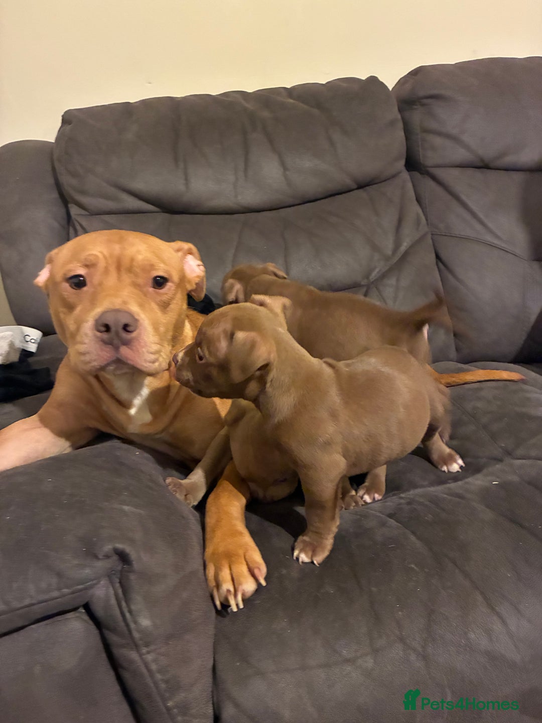 Mixed Breed dogs for sale: Pocket bully pup - Advert 8