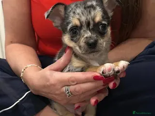 Chihuahua dogs Chihuahuas puppy in London - Advert 2