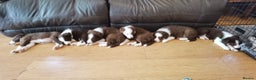 Border Collie dogs for stud: Proven Dual Reg Health Tested Red and White in Doncaster - Advert 18