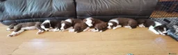 Border Collie dogs for stud: Proven Dual Reg Health Tested Red and White in Doncaster - Advert 18