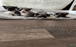 Devon Rex cats for sale: *SOLD*I am taking reservations for my next litter - Image 2