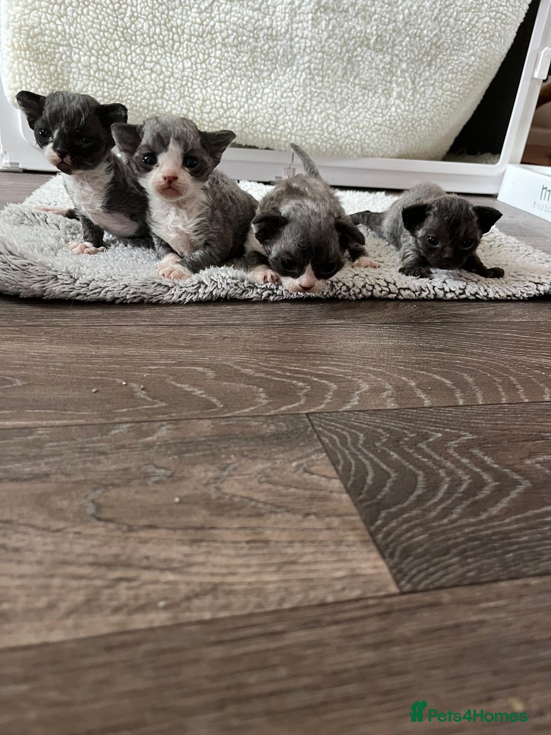 Devon Rex cats for sale: *SOLD*I am taking reservations for my next litter - Image 2