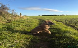 German Shepherd dogs for sale: Blue sable German shepherd  - Image 4