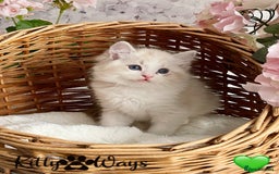 Ragdoll cats for sale: 🐾🩷*TICA REG* LYNX TABBY EU RAGDOLL KITTENS🩵🐾 - Image 19
