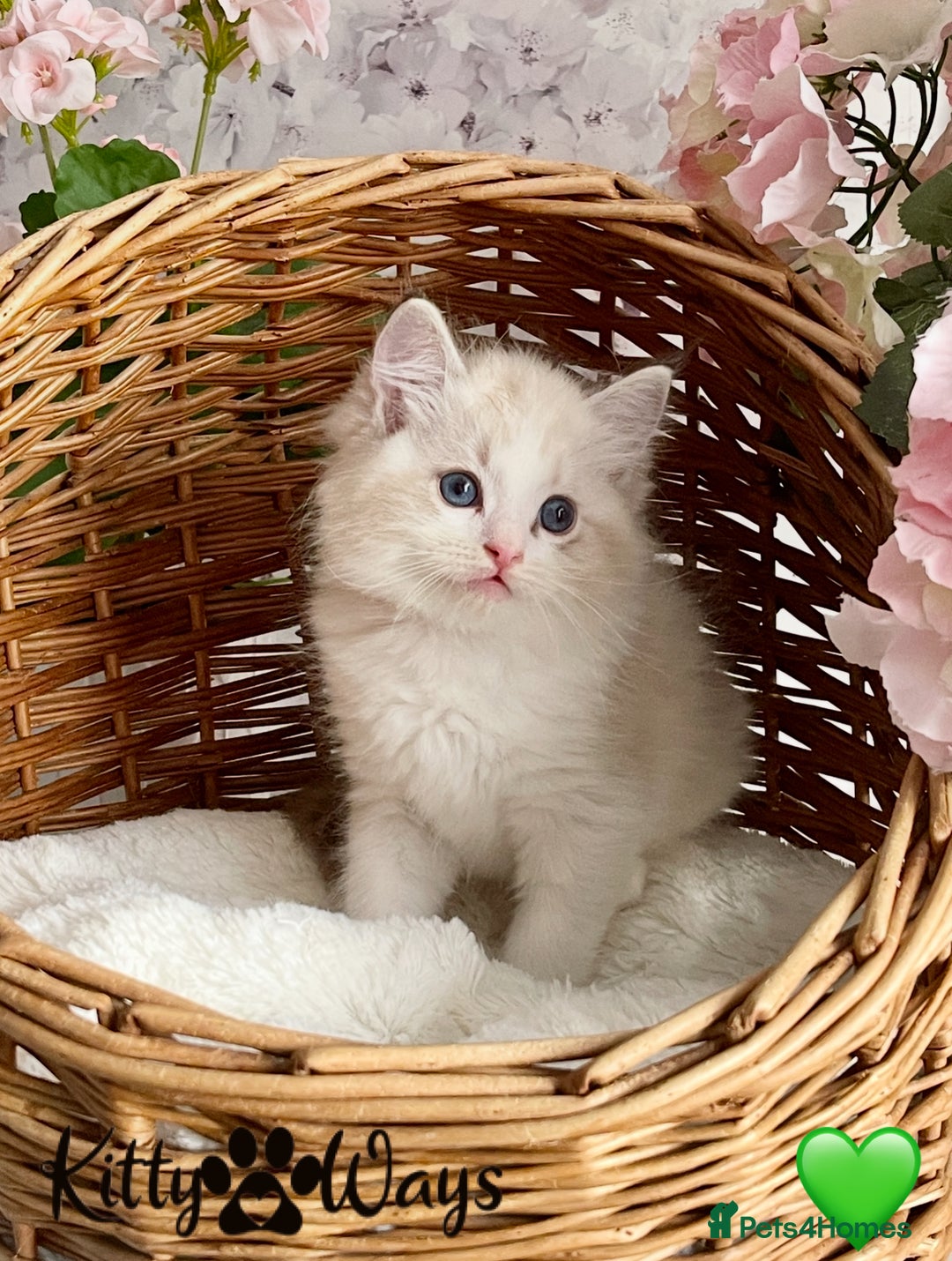 Ragdoll cats for sale: 🐾🩷*TICA REG* LYNX TABBY EU RAGDOLL KITTENS🩵🐾 - Image 19
