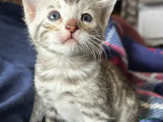 Bengal cats Pure Bengal kittens - Advert 7