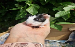 Guinea Pig rodents for sale: 2 beautiful babies arrive reserve Now  in Darwen - Image 12