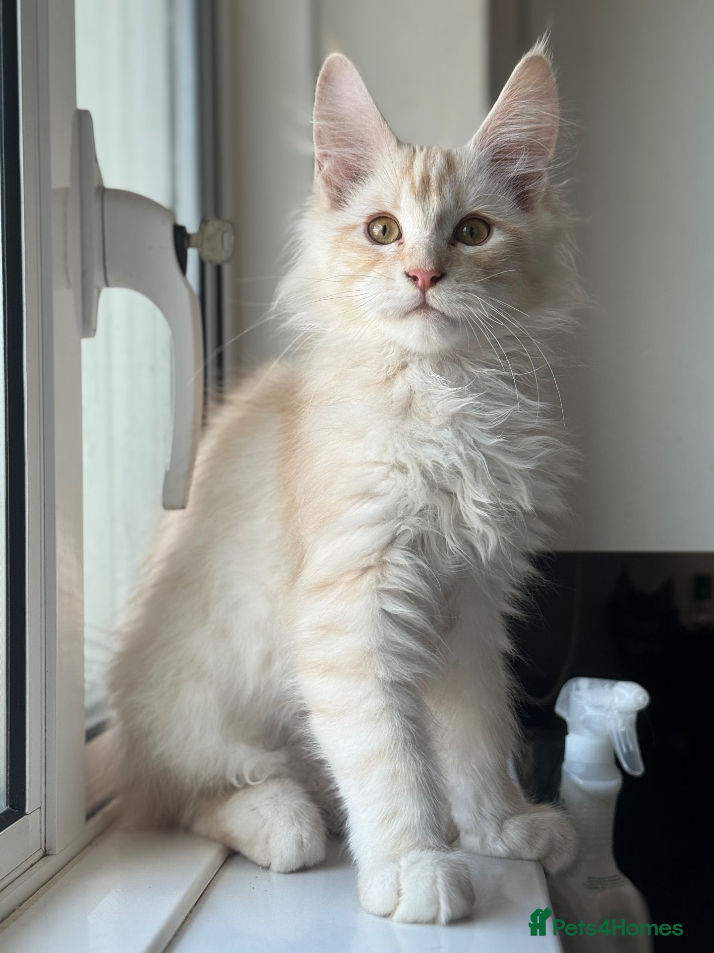 Maine Coon cats Beautiful mainecoon boy - last one remaining  - Advert 5