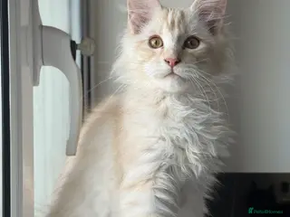 Maine Coon cats Beautiful mainecoon boy - last one remaining - Advert 5