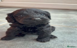 Cockapoo dogs for sale: 7 beautiful miniature cockapoos  - Image 17