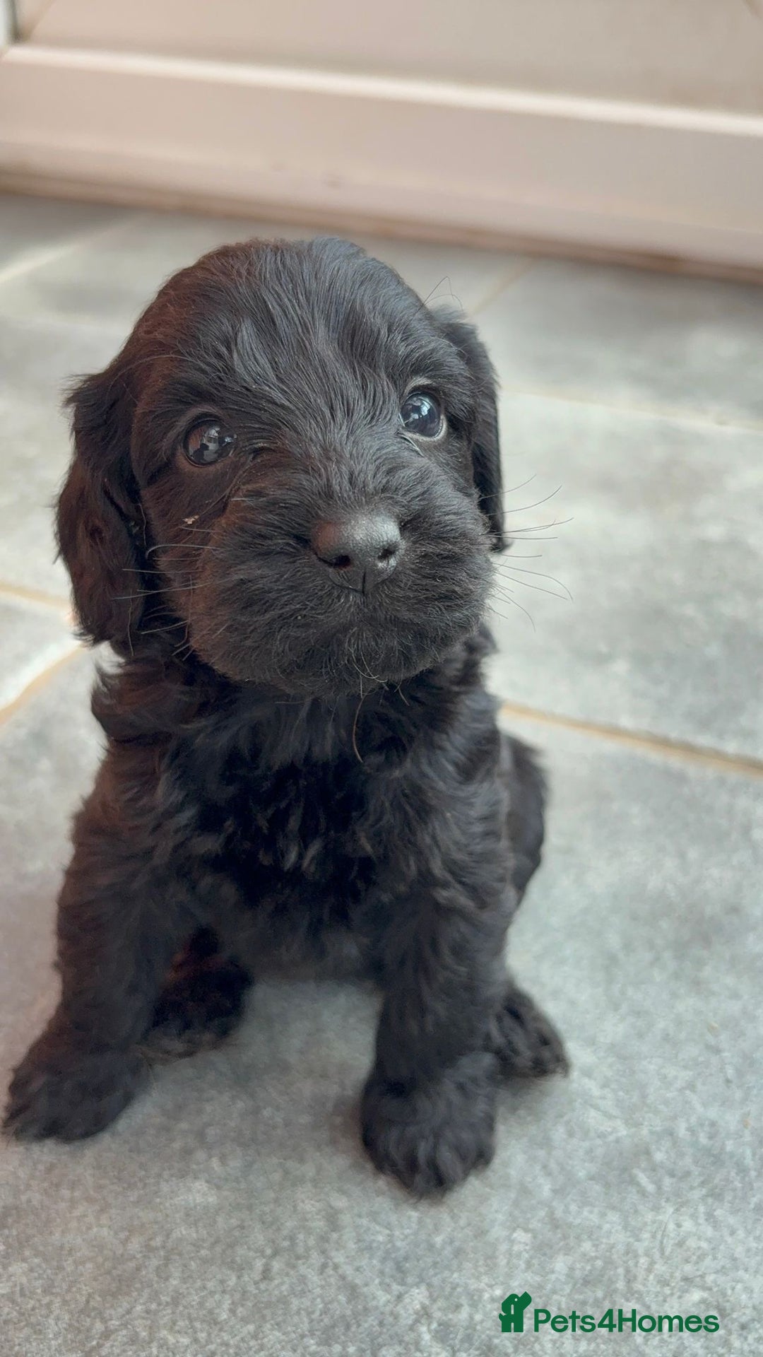 Cockapoo dogs for sale: 7 beautiful miniature cockapoos  - Image 17