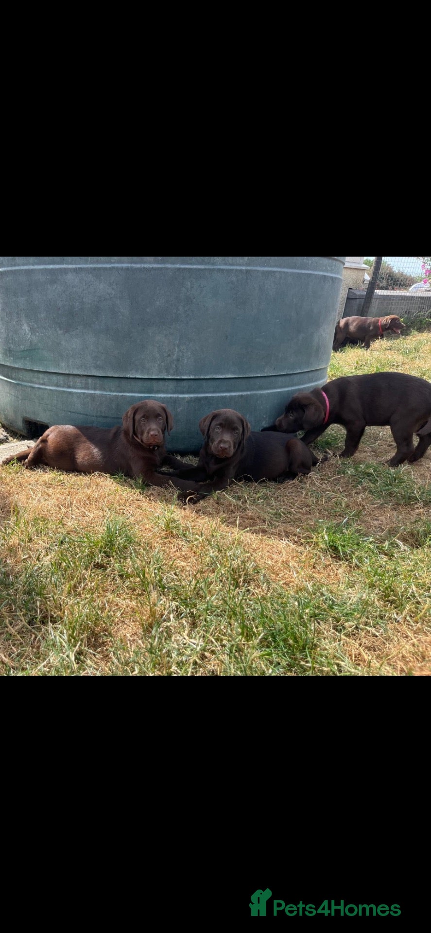 Labrador Retriever dogs ⭐️ 5 KC Female Chocolate Lab Puppies ⭐️ - Advert 1
