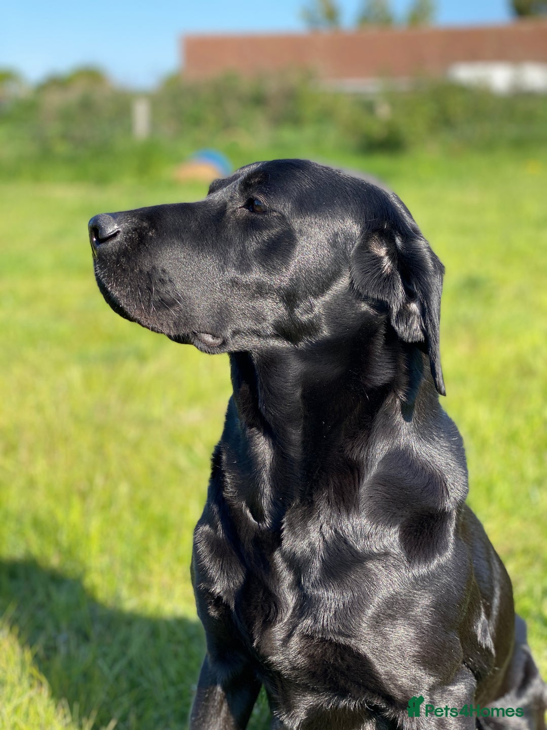 Labrador Retriever dogs for sale: Pedigree Labrador Puppies For Sale - Image 9