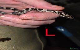 Corn Snake reptiles for sale: Hatchling Corn Snakes CB25 - Image 8