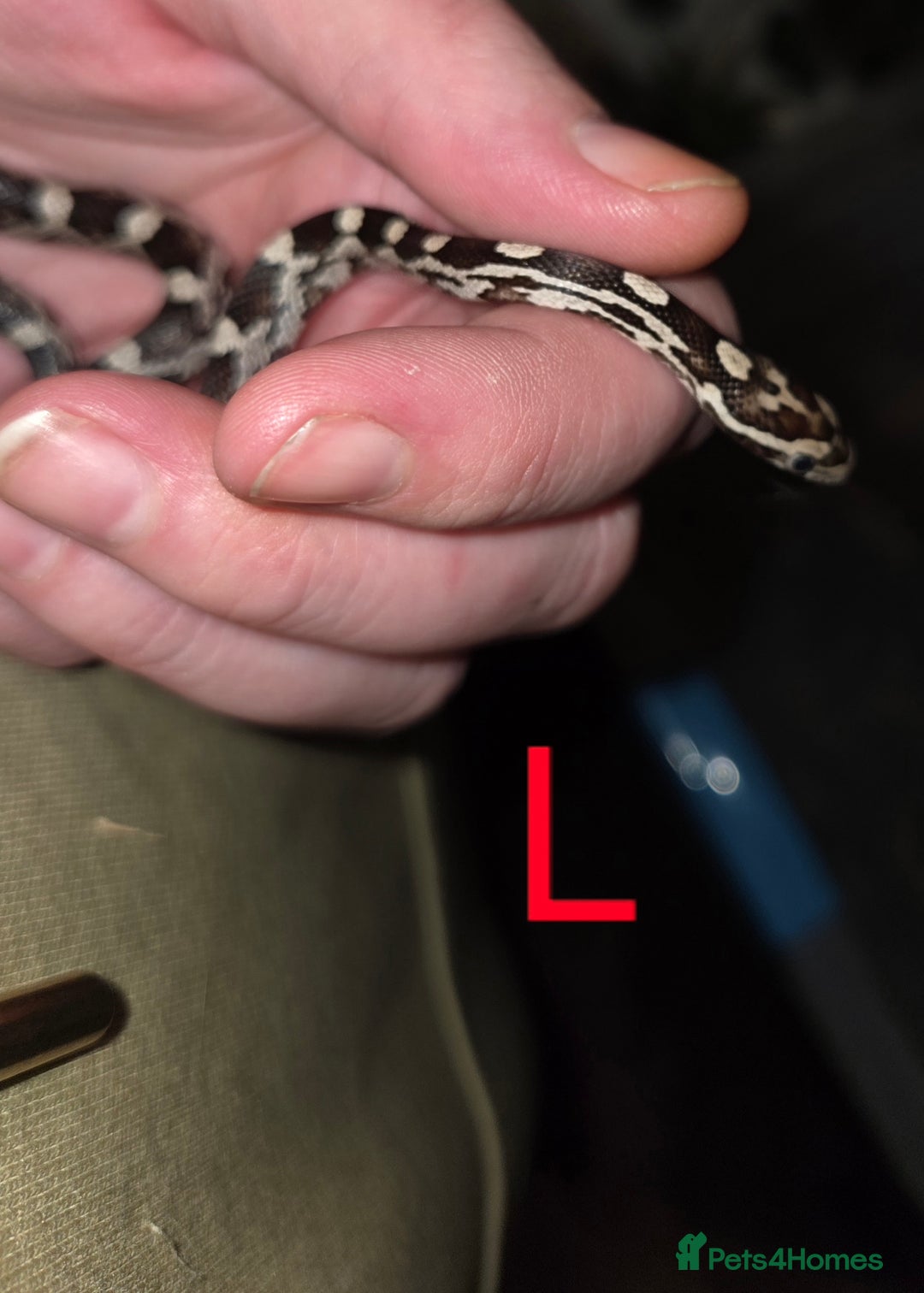 Corn Snake reptiles for sale: Hatchling Corn Snakes CB25 - Image 8