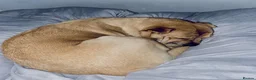 Mixed Breed dogs for sale: 4 year old shar pei cross name - Lola - Advert 7