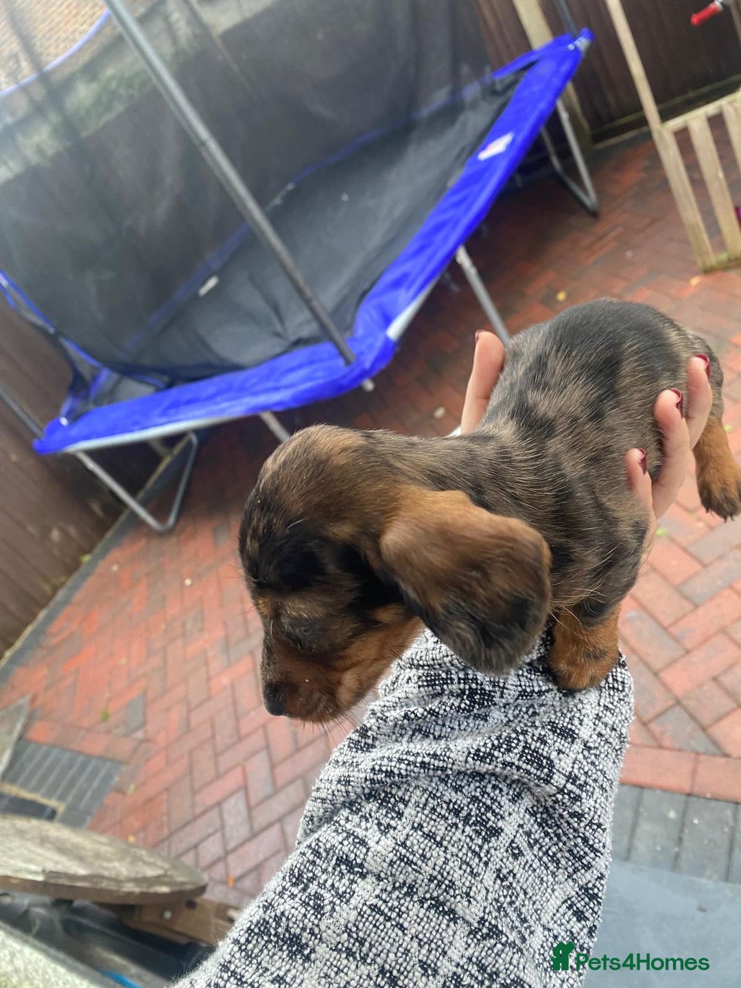 Miniature Dachshund dogs for sale: Beautiful Teckle puppies (Wire Hair Dachshunds) - Advert 16