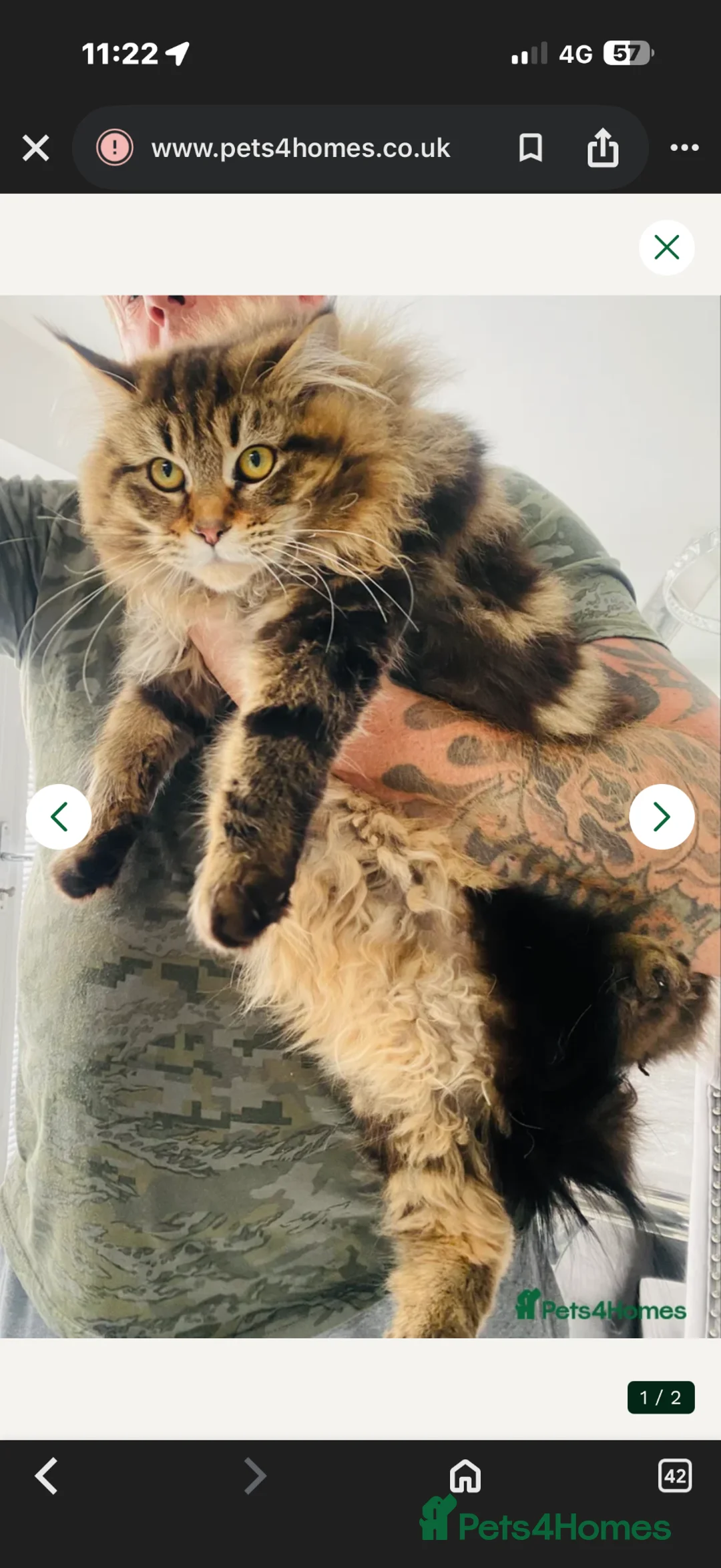 Maine Coon cats for sale: beautiful boy available manie coon cross Persian - Advert 6