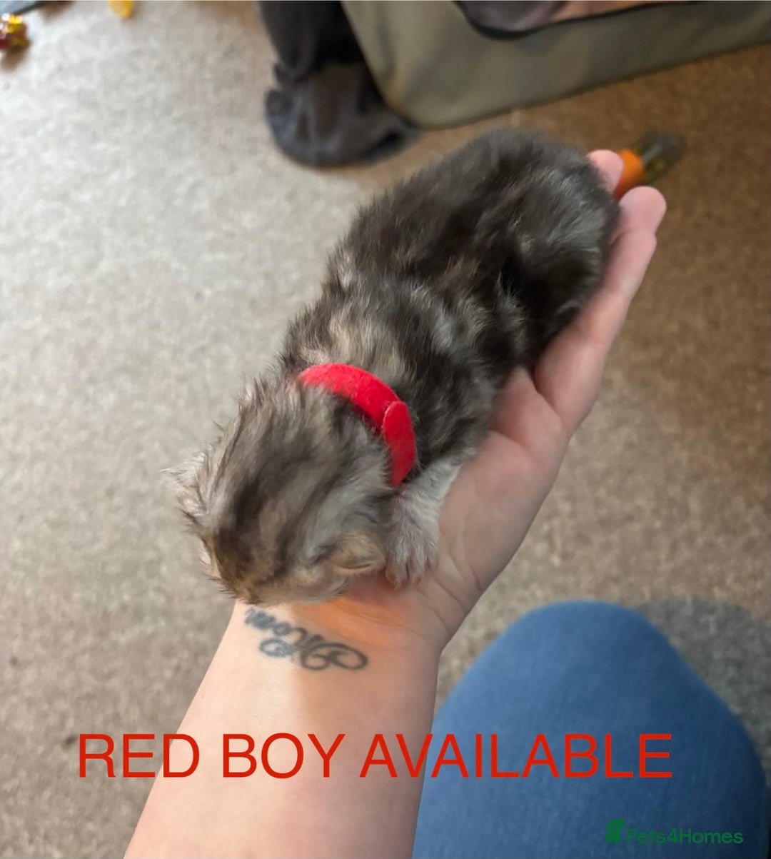 Persian cats for sale: Persian X Mainecoon kittens - Advert 2