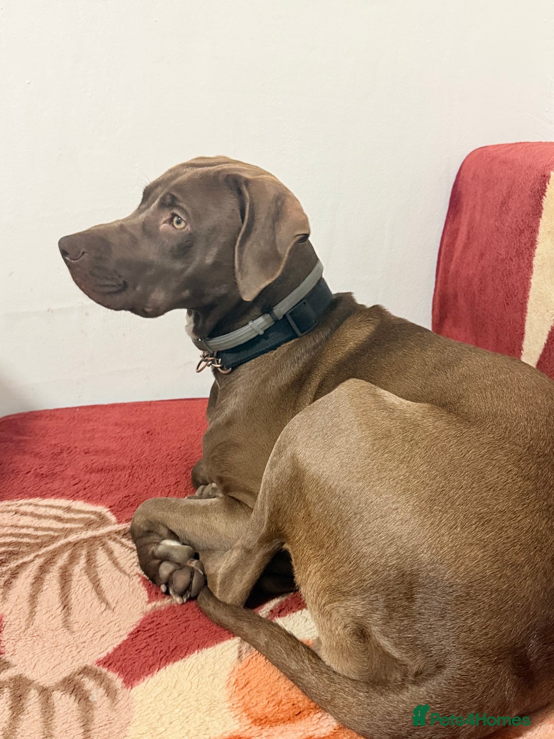 Mixed Breed dogs for sale: Weimaraner x Staffordshire Bull Terrier Female - Advert 3