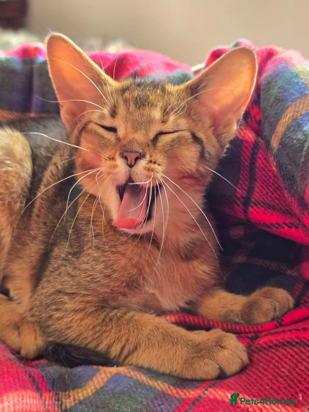 Abyssinian cats for sale: Stunning Kittens – Not to Miss - Advert 22