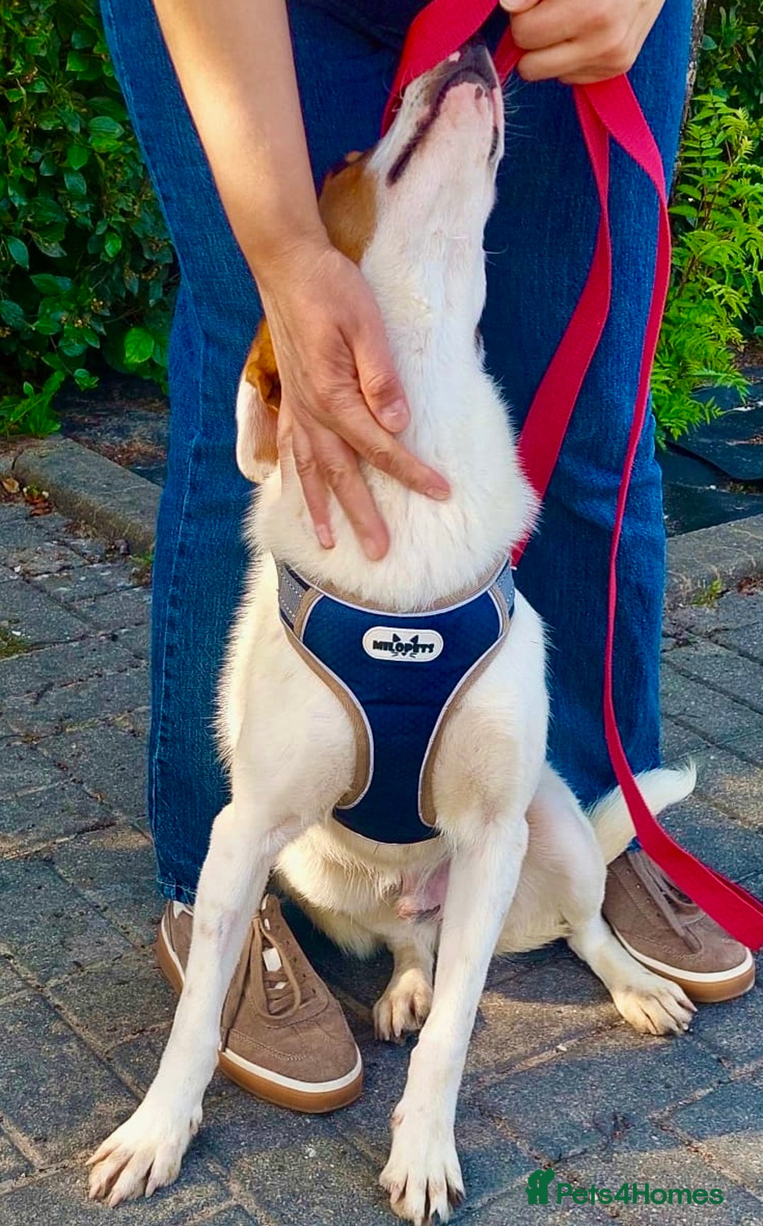 Foxhound dogs for adoption: Hugo – The Puppy Who Survived the Silence - Image 4