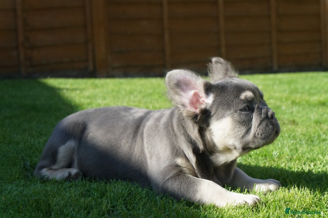 French Bulldog dogs for sale: Exceptional KC Fluffy French Bulldog Puppies - Image 22