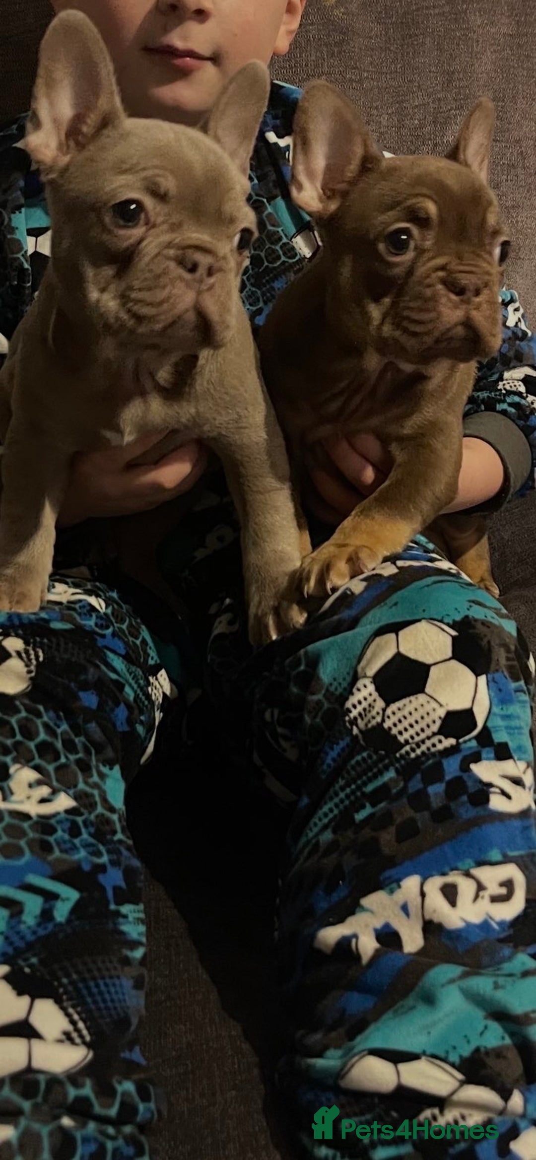 French Bulldog dogs for sale: 2 female French bulldog puppies for sale  - Advert 2