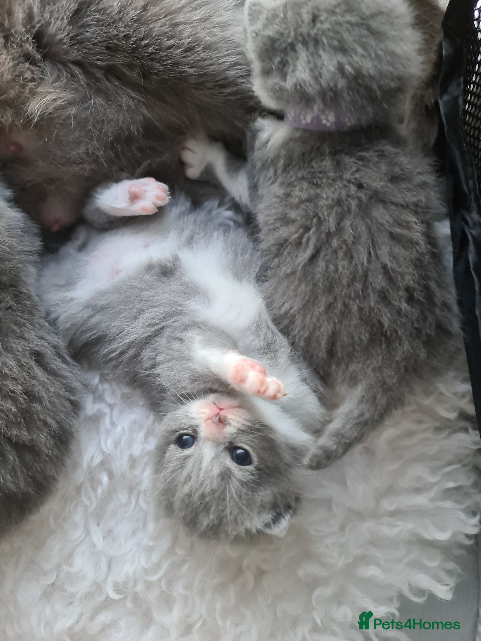 British Shorthair cats British shorthair kittens  - Advert 14