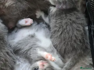 British Shorthair cats British shorthair kittens - Advert 14