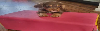 Puppy 2