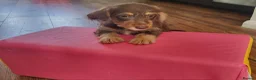 Dachshund dogs for sale: Dachschund puppies - Advert 3