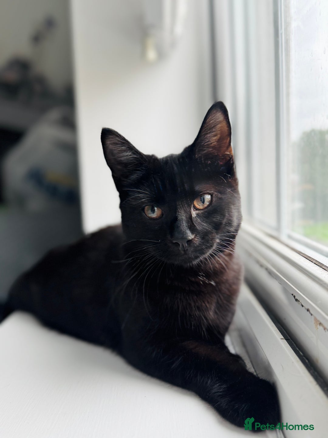 Bombay cats for sale: Millie 😻 Bombay Kitten - Image 1