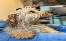 Cavachon dogs for sale: Cavavapoochon boy  - Image 3