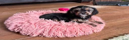 Mixed Breed dogs for sale: Cavalier x Biewer terrier  - Advert 1