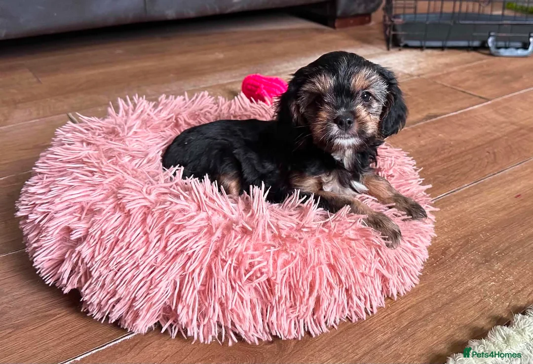 Mixed Breed dogs for sale: Cavalier x Biewer terrier  - Advert 1