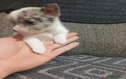 Mixed Breed dogs for sale: Pomeranian cross puppies ready now - Image 23