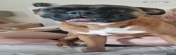 Mixed Breed dogs for sale:  ** - Charlie & Troy in Bolton - Advert 4