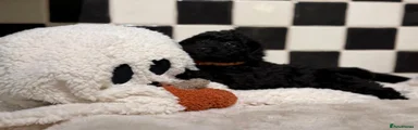 Jackapoo 3