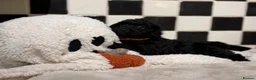 Jackapoo dogs for sale: *** Stunning Jackapoos Ready Now - Advert 21
