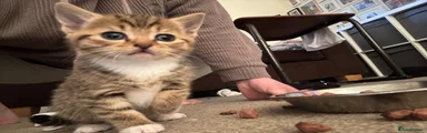Mixed Breed Kitten 2