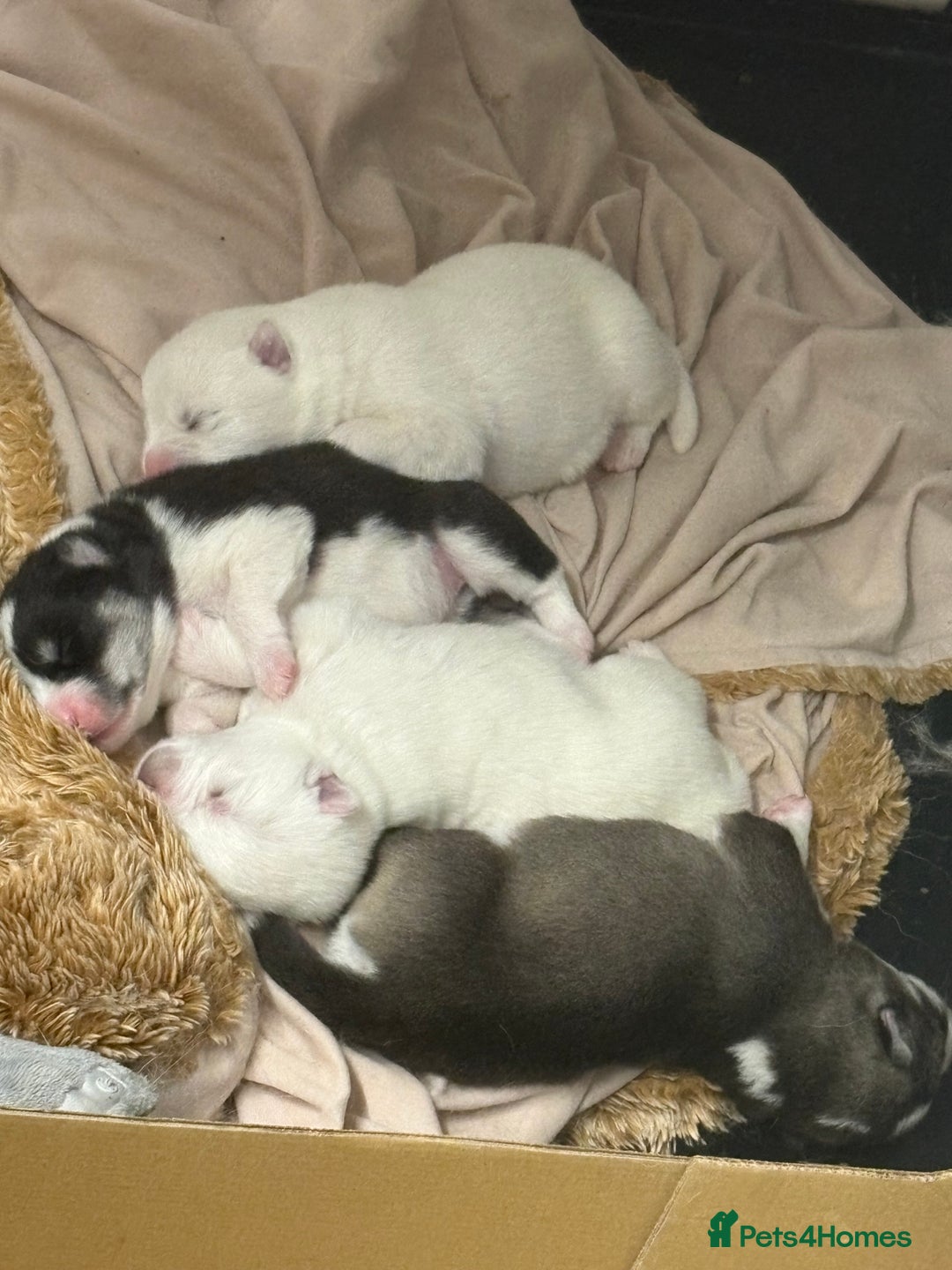 Mixed Breed dogs for sale: Samsky puppies - Advert 7