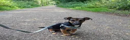 Jack Russell dogs for sale: Gus: Affectionate Jack Russell Seeks Loving Home - Advert 7